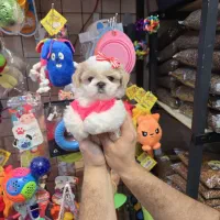 پامر فینگیلی پودل فرفری و شیتزو پنبه ای|سگ|فردیس, فردیس|دیوار