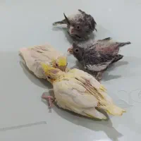 چهار عدد جوجه عروس هلندی|پرنده|مشهد, ایثار|دیوار