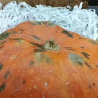 کدو حلوایی|خوردنی و آشامیدنی|مرودشت, فاز دوم شهرک فرهنگیان|دیوار