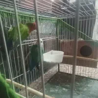 کوتوله برزیلی|پرنده|تربت‌حیدریه, رضاشهر|دیوار