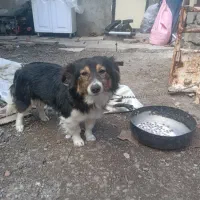 یه سگ پاکوتاه روباهی حرف گوش کن باهوش.واگزارمیشود