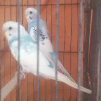 مرغ عشق و فنچ