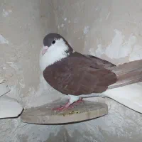 کبوتر نر|پرنده|خرم‌آباد, |دیوار