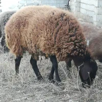 گوسفند‌ماده‌شیشک|حیوانات مزرعه|صوفیان, |دیوار