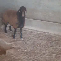 بره قوچ ۱ساله هترو
