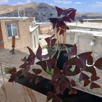گل خواب و بیدار