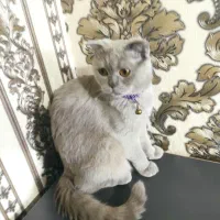 نگهداری گربه