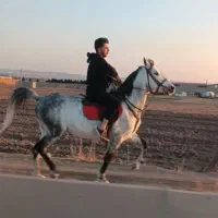 اسب ۷ساله|اسب و تجهیزات اسبسواری|مرند, |دیوار