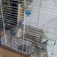 عروس هلندی|پرنده|بم, |دیوار