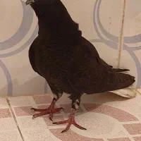 کبوتر اشعل