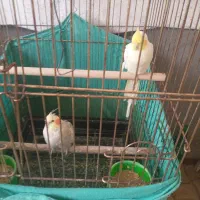 عروس هلندی