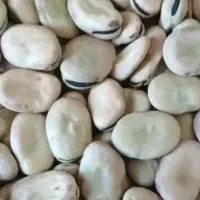 باقله درشت و خوش قالب پزا