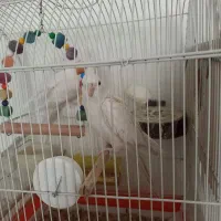 عروس هلندی آلبینو