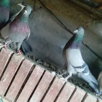 سبز ملقی ماده.|پرنده|بم, |دیوار