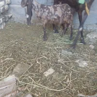 کهره کره ماده