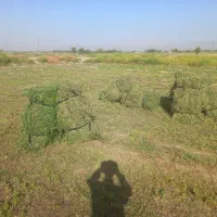 بیده ینجه