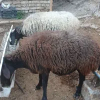 دو عدد میش یکی کاور یکی شیره دار.استاق