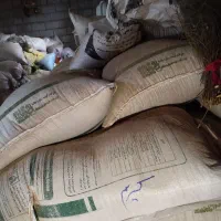 انواع بذر گندم موجوده