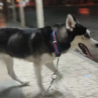 سگ...|سگ|بهبهان, |دیوار