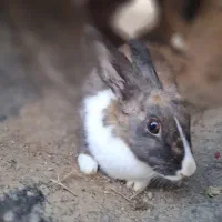 خرگوش لوپ وساده