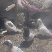 کفتر صید
