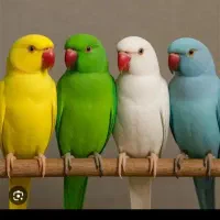 طوطی شاه طوطی ماده بالغ آماده و رام تهران