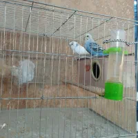 مرق عشق|پرنده|شیراز, کوشک میدان|دیوار