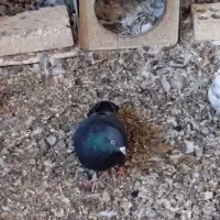 کبوتر چشم نوک|پرنده|بابا حیدر, |دیوار