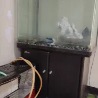 آکواریوم شرکتی تمیز با تمام وسایل