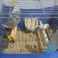 مرغ عشق و فنچ