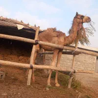 شتر|حیوانات مزرعه|مهران (هرمزگان), |دیوار