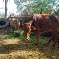 گوساله فروشی