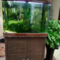 آکواریوم شیشه خم ده میل به ابعاد 60در 45با میز