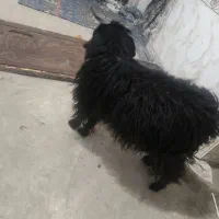 کره نر|حیوانات مزرعه|زابل, |دیوار