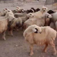 فروش 55راس میش ترکی بختیاری آبستن|حیوانات مزرعه|جره و بالاده, |دیوار