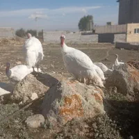 گوش|خوردنی و آشامیدنی|سرعین, |دیوار