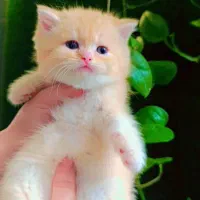 بچه گربه اسکاتیش بریتیش لانگ هیر