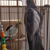 عروس دستی با ۵ تا تخم