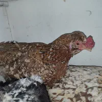 مرغ و خروس گلین