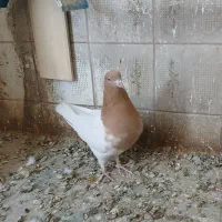 کبوتر کله ای|پرنده|عجب شیر, |دیوار