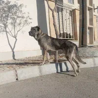 توله سرابی اصیل نوه هوزی|سگ|تهران, جیحون|دیوار