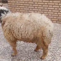 یک عدد بره نر چاق