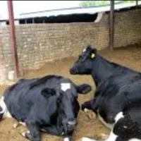 استخدام کارگر گاوداری