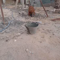 فروش سگ ژرمن