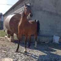 ۱ عدد مادیون و ۴ کره شجره دار