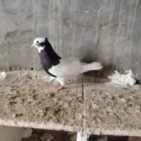 کبوتر ابلاغ طوقی|حیوانات|میاندوآب, |دیوار