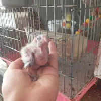 گمشده