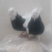 طوق سیاه خفت