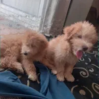 سگ شیتزو۴ماهه یک جفت نر و ماده