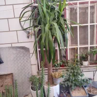 گل اپارتمانی یوکا معاوضه با طوطی برزیلی